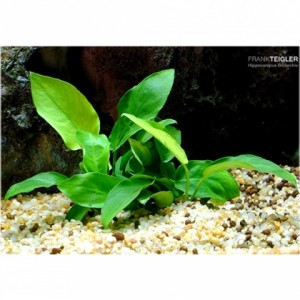 Anubias Nana geeignet für Aquarien mit Welsen