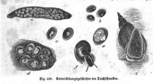 Verschiedene Entwicklungsstufen der Spitzschlammschnecke