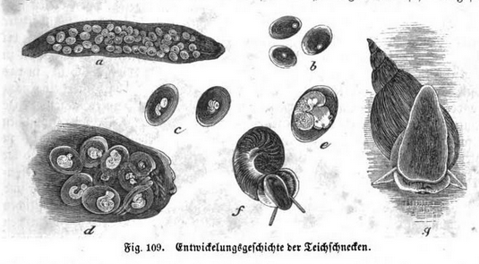 Teichschnecken im Gartenteich Posthornschnecke, Spitzschlamm